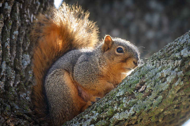 狐狸松鼠(Sciurus niger)